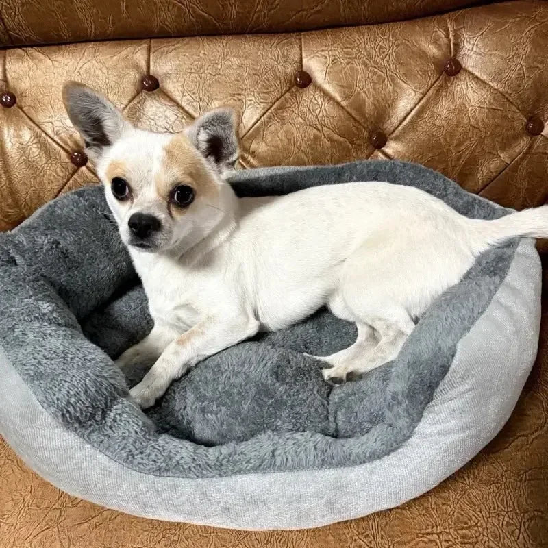 Small dog sitting on a gray pet bed in front of a brown leather couch.