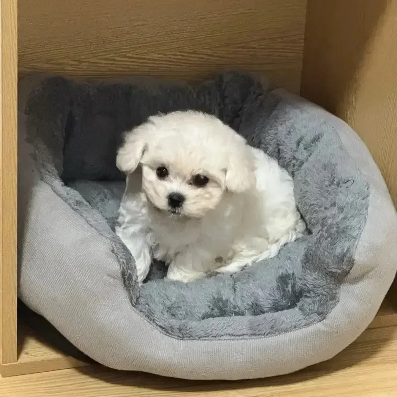 Small white dog sitting in a gray pet bed on a wooden floor.