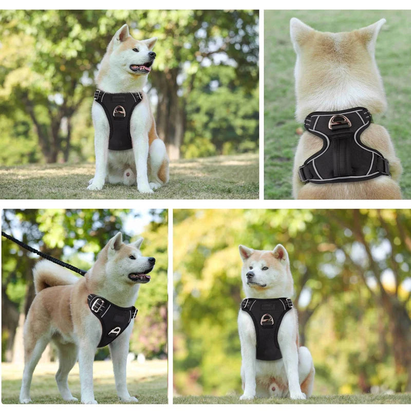 Dog wearing a black harness in various poses outdoors with greenery.