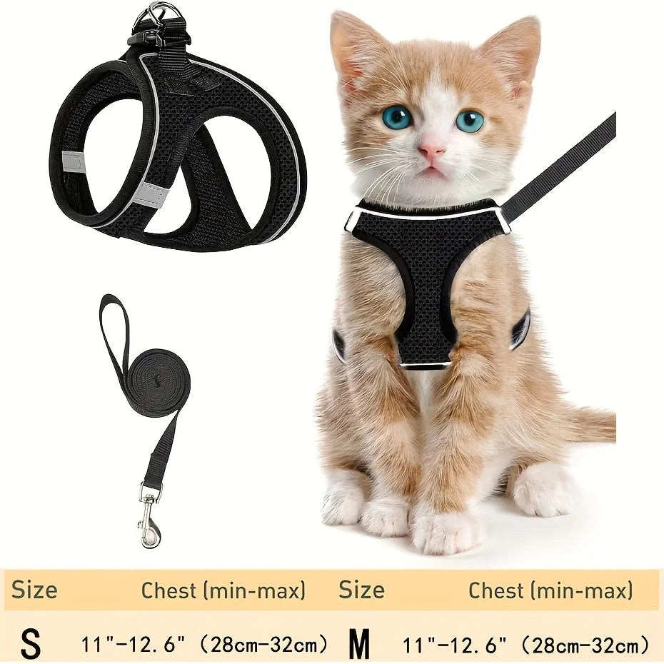 Cat harness and leash set with a kitten wearing the harness on a white background