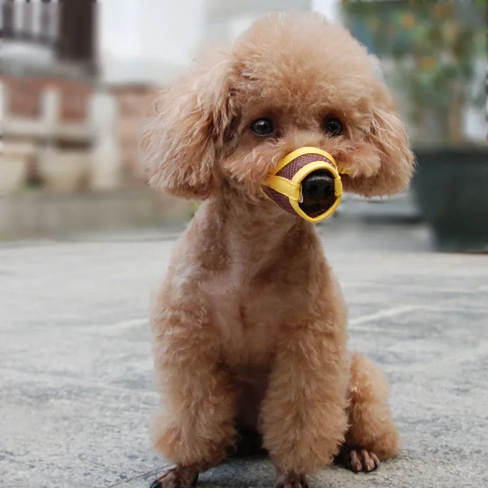 Small brown dog with a yellow muzzle sitting on a concrete surface.