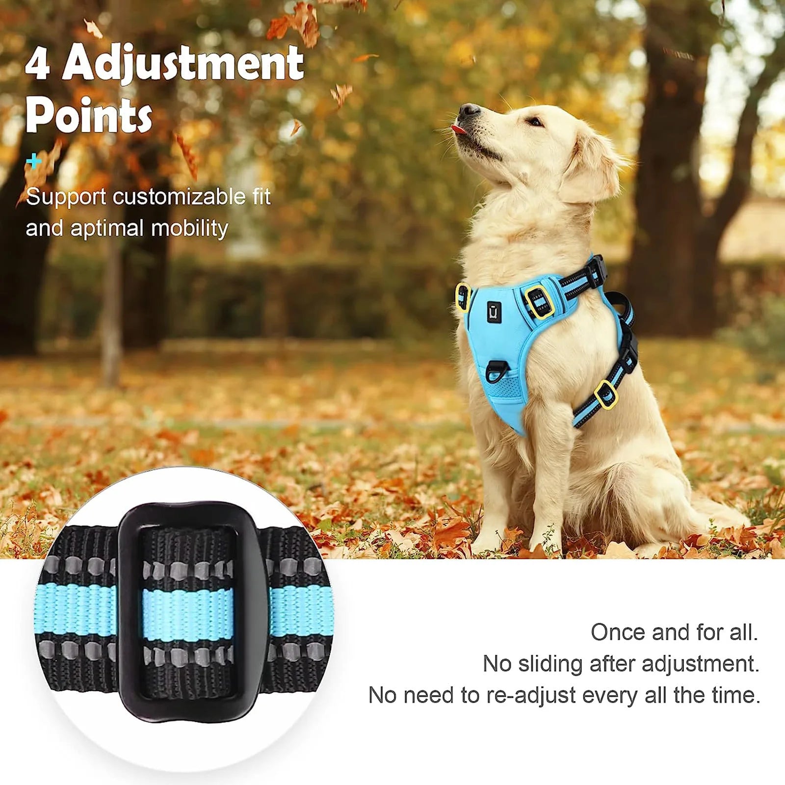 Dog wearing a blue harness with text about adjustable points in an outdoor setting.