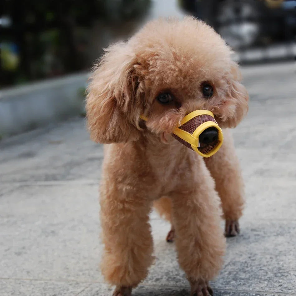 Small brown dog wearing a yellow muzzle on a concrete surface.