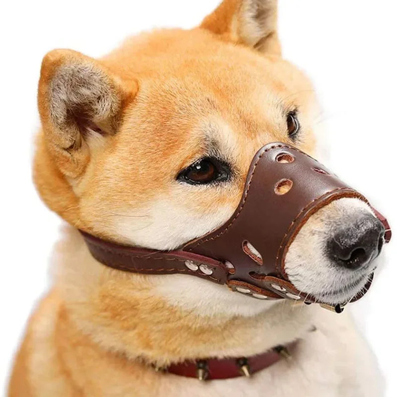 Dog wearing a brown leather muzzle on a white background
