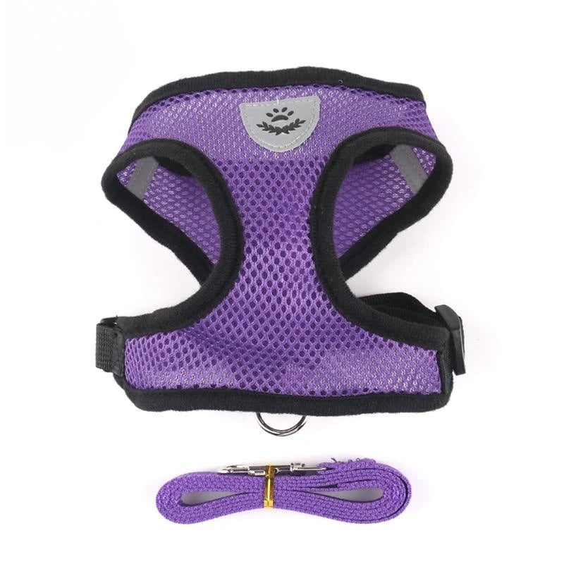 Purple dog harness with black straps and a matching leash on a white background