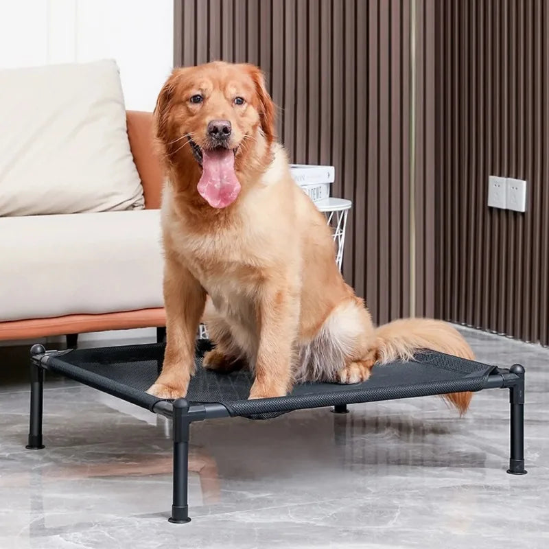 Dog sitting on a black elevated pet bed in a living room.