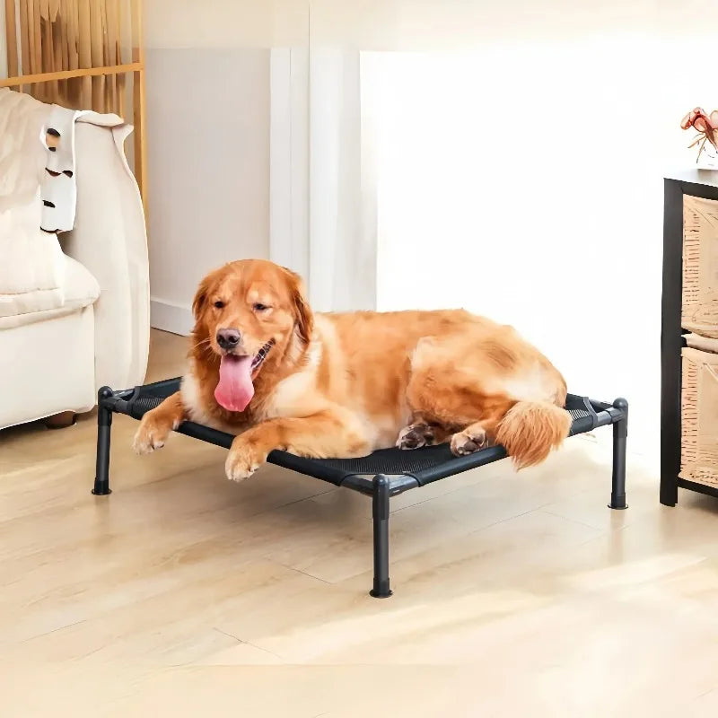Dog lying on a elevated pet bed in a home setting