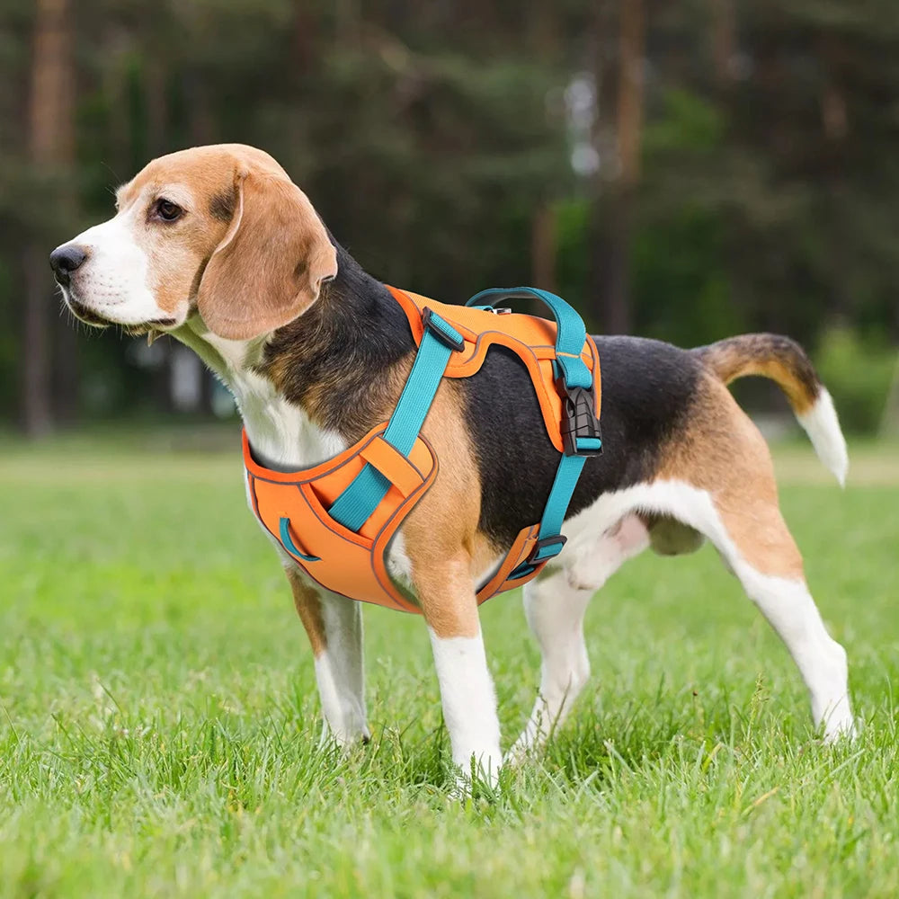 Dog wearing an orange and blue harness standing on grass with trees in the background
