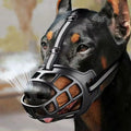 Dog wearing a muzzle with a blurred background