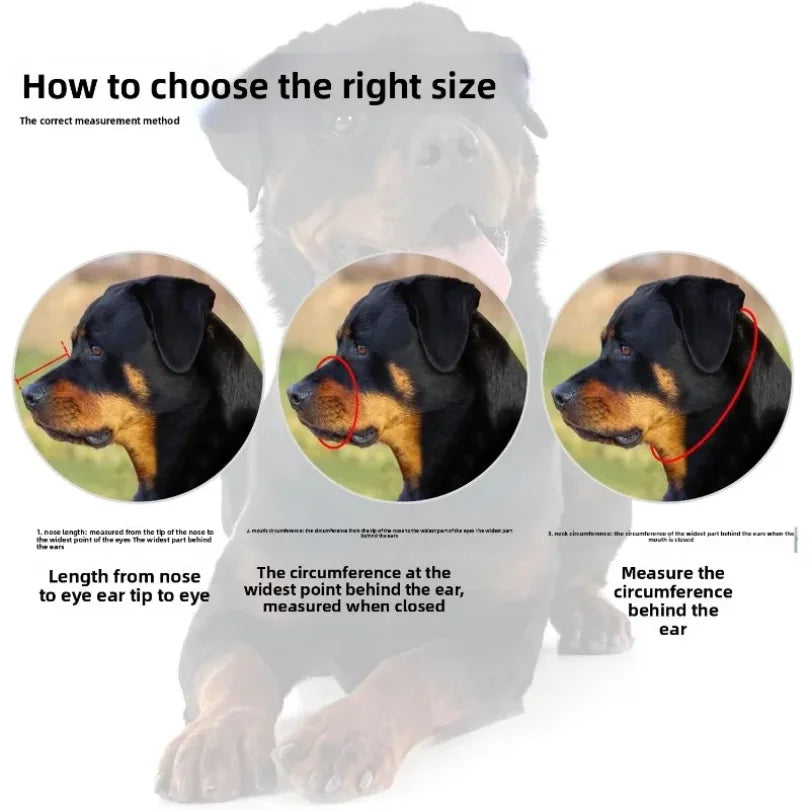 Instructions on how to measure a dog's head size with a white dog in the background