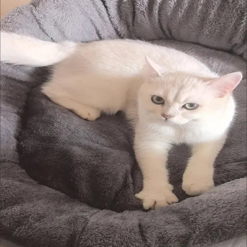 White cat sitting on a gray cushion