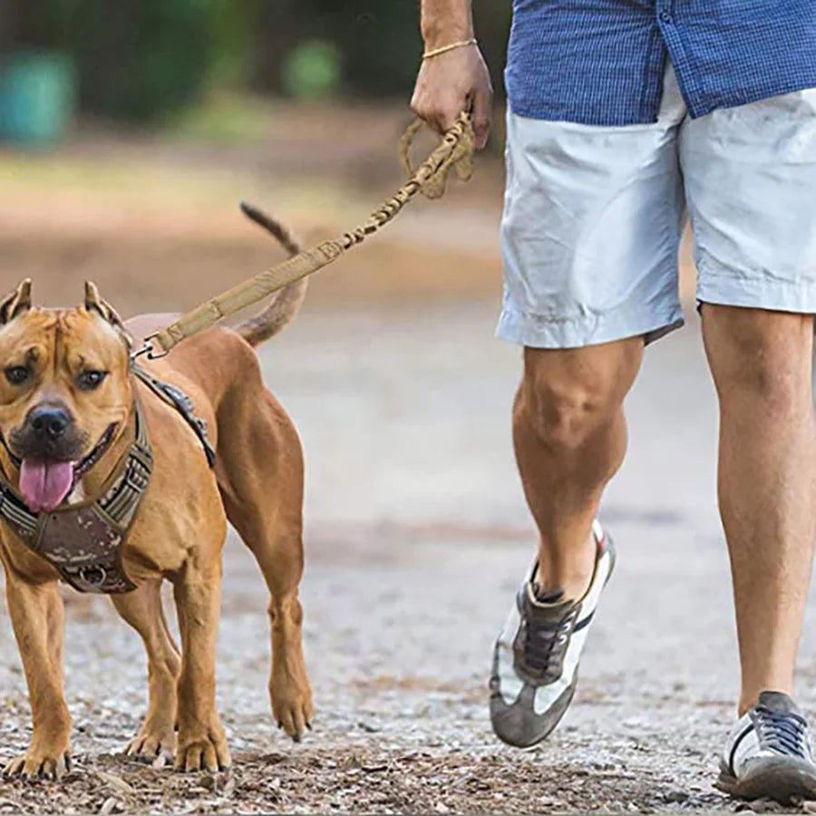 Person walking a dog on a leash in an outdoor setting