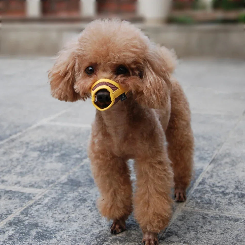Brown poodle with a yellow muzzle on a stone pavement