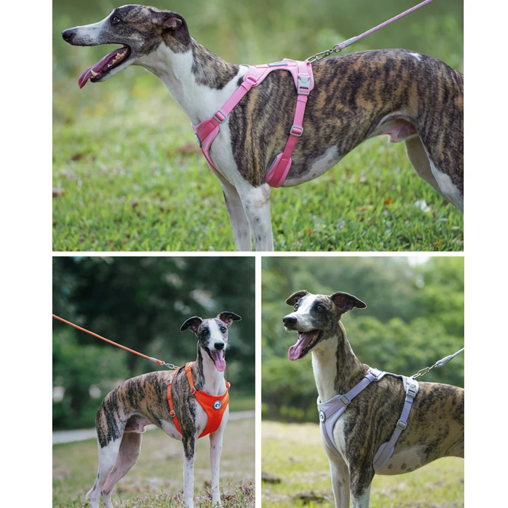 Three images of a brindle dog wearing different colored harnesses outdoors.