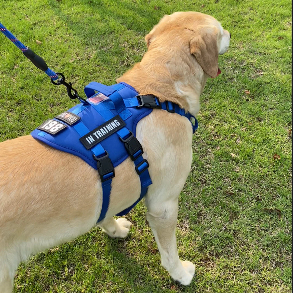 Dog wearing a blue harness with 'IN TRAINING' label on grass
