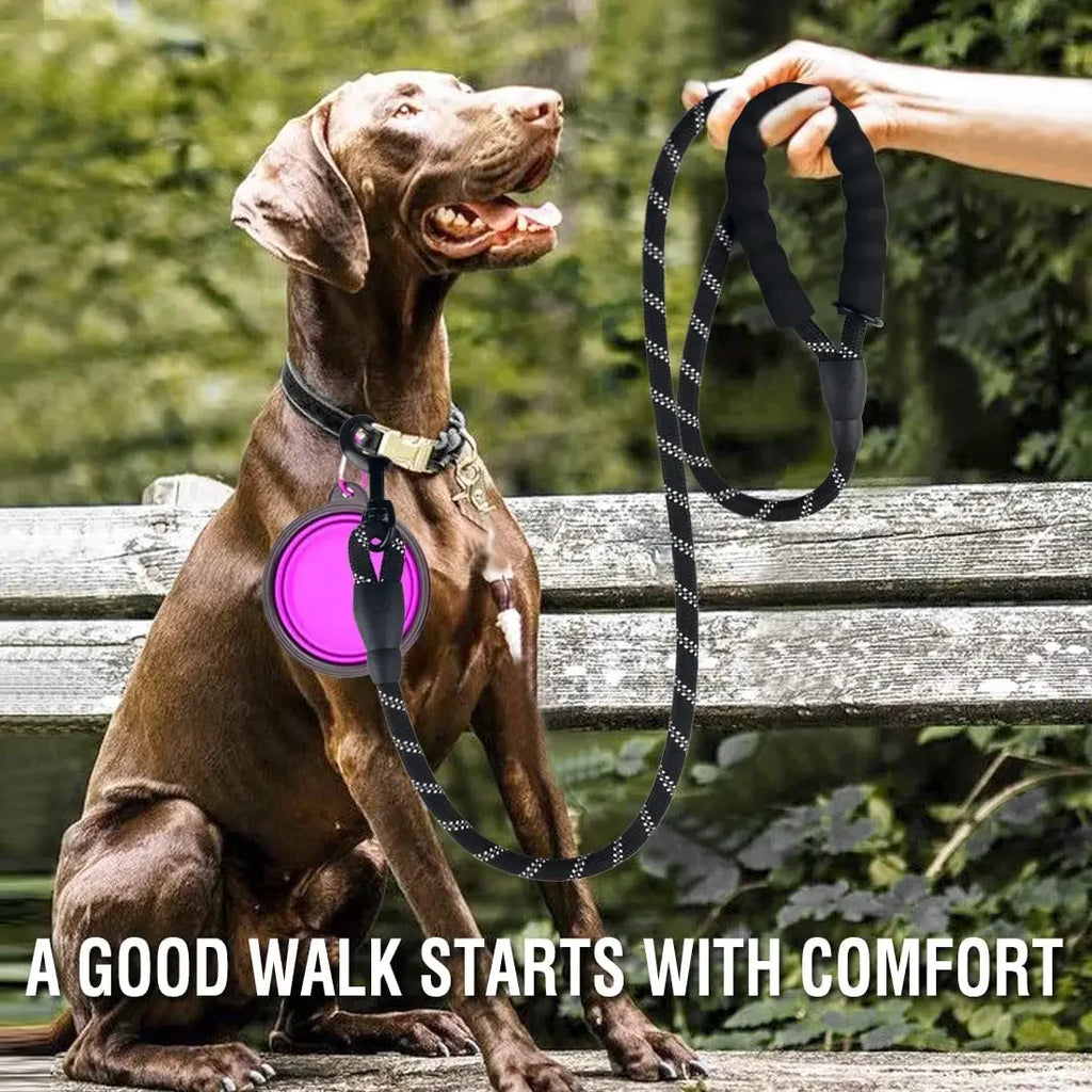 Dog on a leash with a pink light, sitting on a bench outdoors.