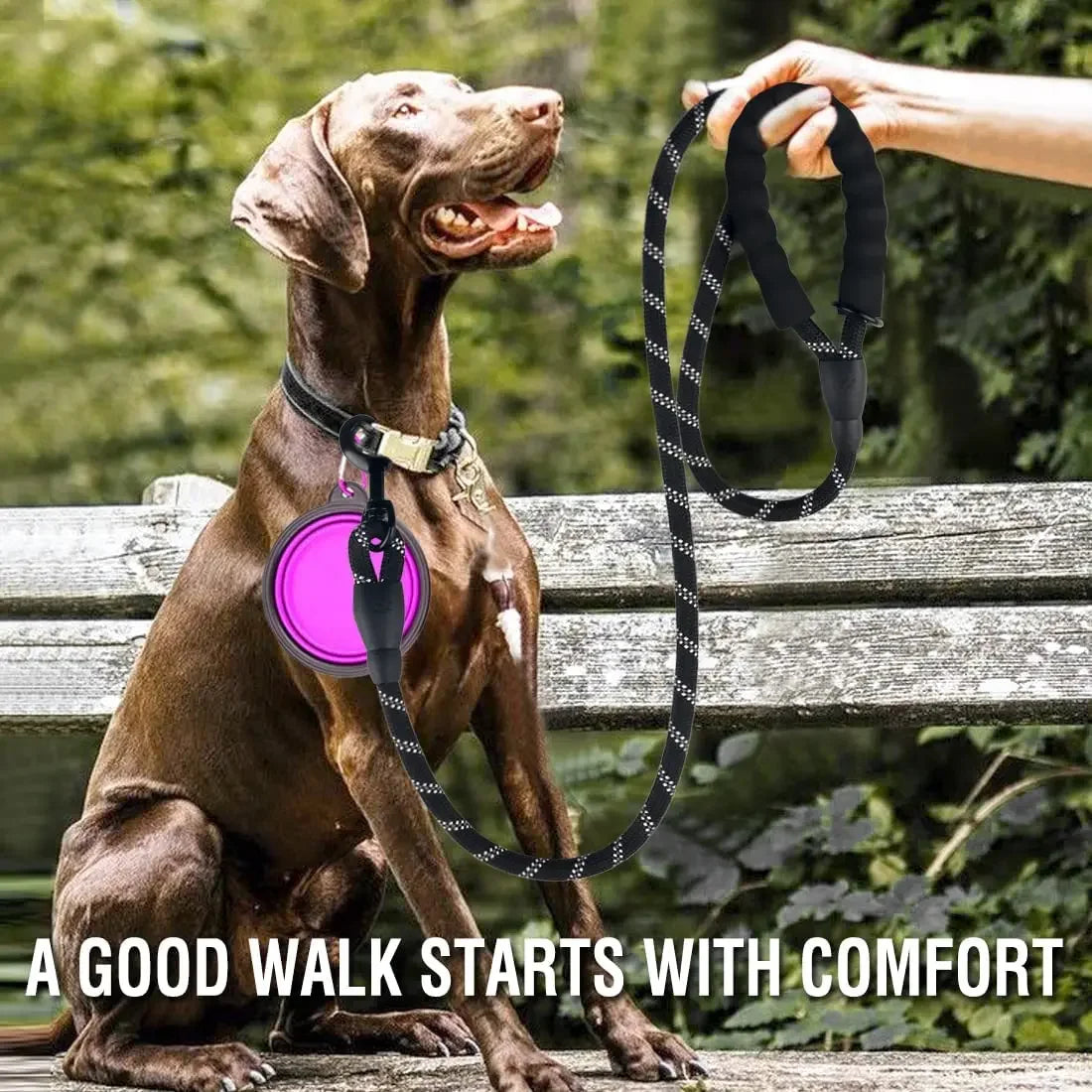 Dog on a leash with a pink light, sitting on a bench outdoors.
